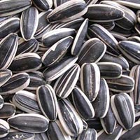 Tin tức trong ngày - Không phát hiện chất độc ở hạt hướng dương