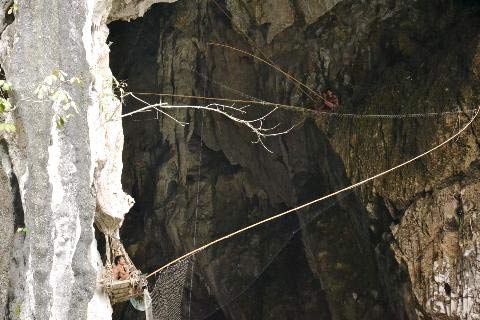 Rợn người công nghệ săn én - 3