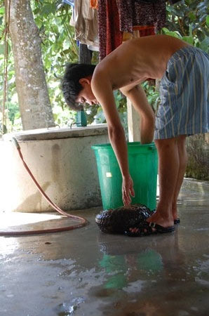 Đi mua ‘thần dược sống’ cho quý ông - 2