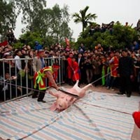 Tin tức trong ngày - Lễ hội dã man: Sợ thì đừng nhìn