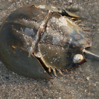 Phi thường - kỳ quặc - Kỳ lạ đặc sản "quái vật tiền sử" ở Việt Nam