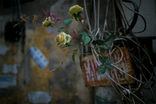 Tập thể cũ Hà Nội, những hình ảnh quen mà lạ - 4