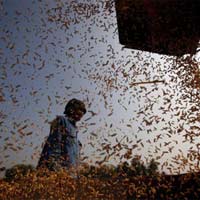 Thị trường - Tiêu dùng - Thế giới trước nguy cơ “bội thực” gạo