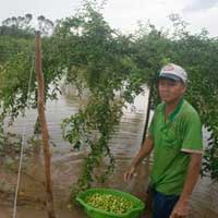 Tin tức trong ngày - Cảnh báo xâm nhập mặn ở Nam Bộ