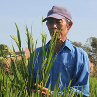 Tin tức trong ngày - Vụ “lúa lạ”: Phó phòng CN sinh học khai man