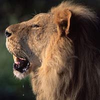 Tin tức trong ngày - Zimbabwe: Cô gái bị sư tử vồ vì hẹn hò ở rừng