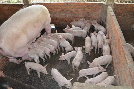 Kỷ lục heo nái một lần đẻ... 28 con - 1