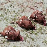 Tin tức trong ngày - Clip: Động vật bị điểm huyệt đến mất tri giác