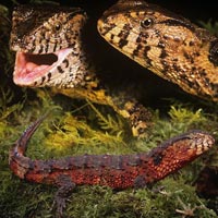 Phi thường - kỳ quặc - "Quái vật" thằn lằn lai cá sấu "hiếm-độc"