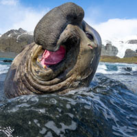 Tin tức trong ngày - Ảnh đẹp: Hải cẩu voi vui đùa với sóng biển