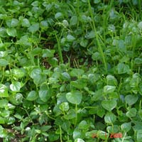 Sức khỏe đời sống - Thực phẩm vàng từ rau dại