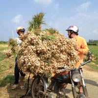 Tin tức trong ngày - Tỏi cô đơn, thợ lặn và Cá Ông voi ở Lý Sơn