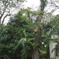 Tin tức trong ngày - Vụ gỗ sưa triệu đô: Trả lại để bán đấu giá