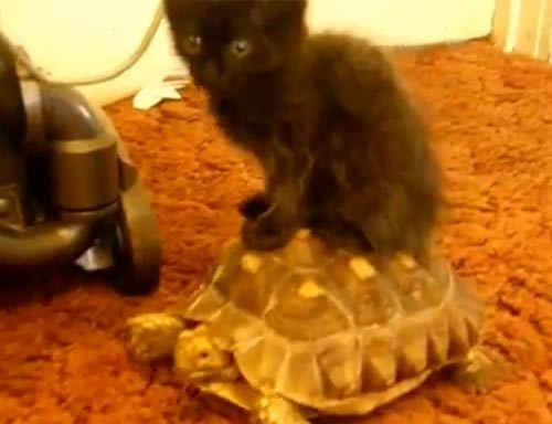 Top clip hài: Trẻ không tha già không thương - 4