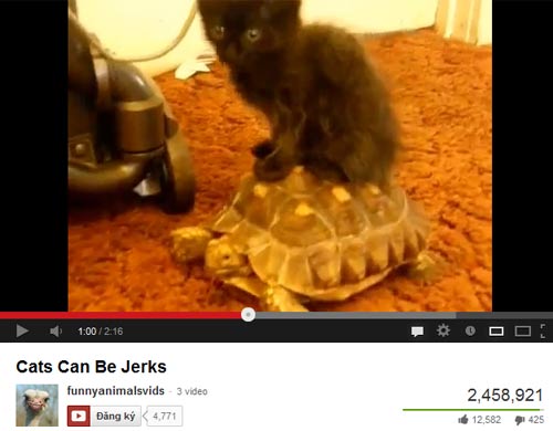 Những chú mèo hài hước - 1