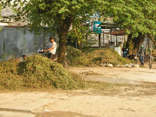 Đổ xô nhổ cả gốc lẫn ngọn cà gai để bán - 2