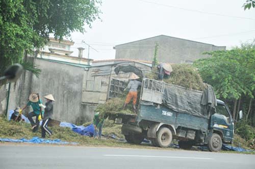 Đổ xô nhổ cả gốc lẫn ngọn cà gai để bán - 3
