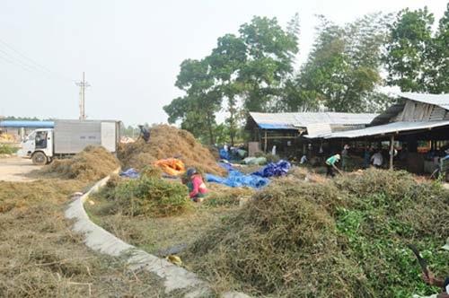 Đổ xô nhổ cả gốc lẫn ngọn cà gai để bán - 4