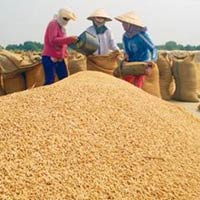 Thị trường - Tiêu dùng - Gạo tiếp tục xu thế giảm giá