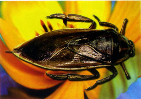 Cà cuống chết đít còn cay - 2