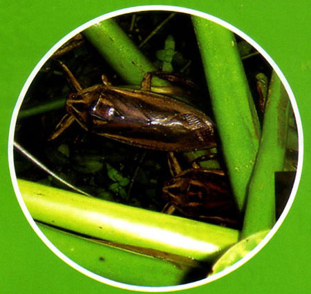 Cà cuống chết đít còn cay - 4