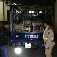 Tin tức trong ngày - Nhập lậu hàng tấn “tiểu hổ” từ Trung Quốc