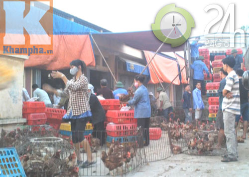 Gà lậu vẫn "nghênh ngang" về VN giữa dịch cúm - 1