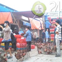 Tin tức trong ngày - Gà “trọc đầu” lại đổ bộ chợ Hà Vỹ?