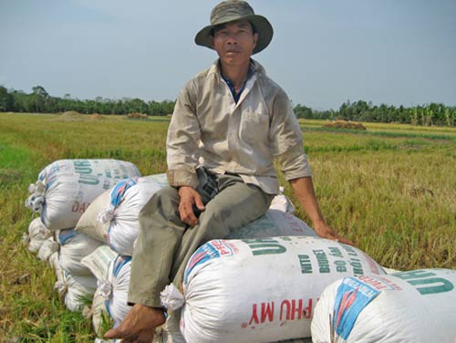 Nhà nông “khóc ròng” với lúa chất lượng cao - 1