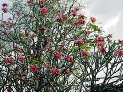 Điểm du lịch hấp dẫn tại vùng đất Ngã ba Đông Dương - 5