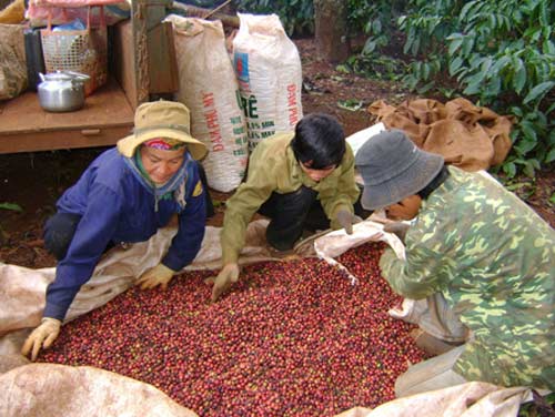 VN là quốc gia hàng đầu về cà phê “đích thực” - 1