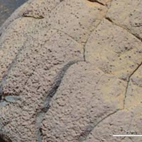 Tin tức trong ngày - Tìm thấy bằng chứng sự sống trên sao Hỏa