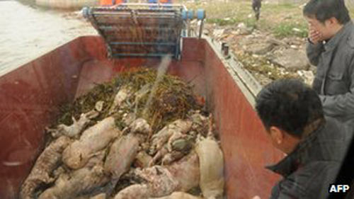 TQ: 6.000 lợn chết trôi sông Hoàng Phố - 1