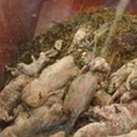 TQ: 6.000 lợn chết trôi sông Hoàng Phố