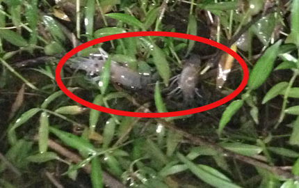 Đổ thuốc trừ sâu xuống sông Đồng Nai - 2