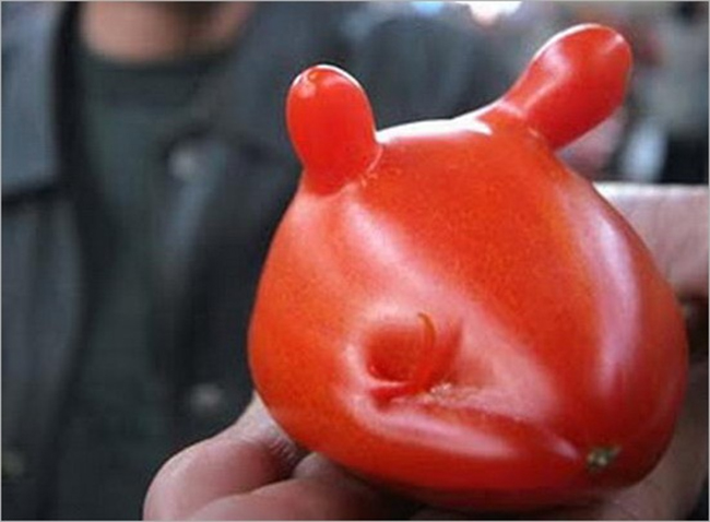 Cà chua như chú thỏ con