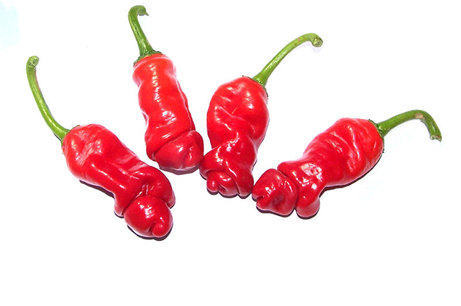 Ớt hình của quý