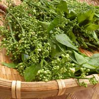 Ẩm thực - Thương nhớ sầu đâu