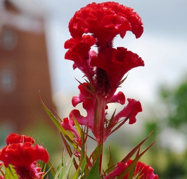 Quốc hoa: Mào gà hay hoa sen xứng đáng? - 2