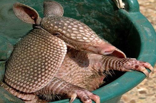 Những sinh vật kỳ lạ "hiếm có khó gặp" - 5