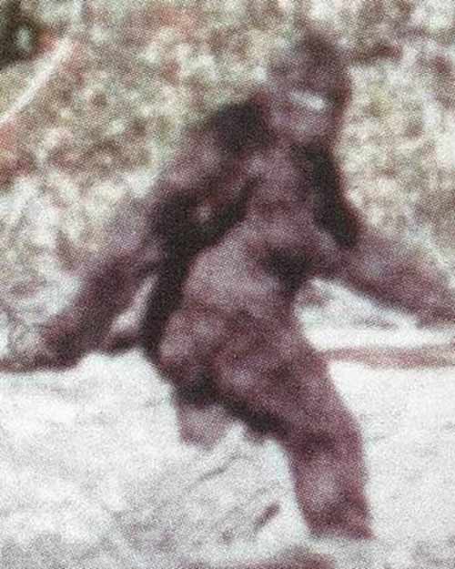 Những sinh vật kỳ lạ "hiếm có khó gặp" - 2