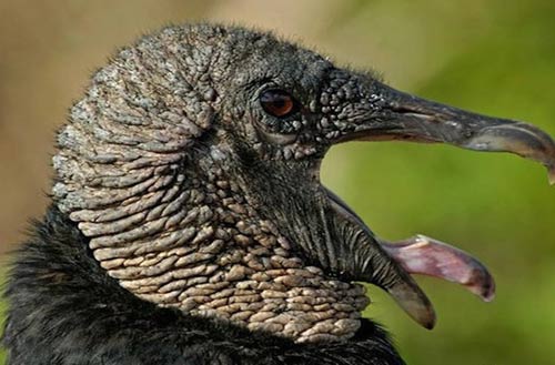 Những sinh vật kỳ lạ "hiếm có khó gặp" - 3