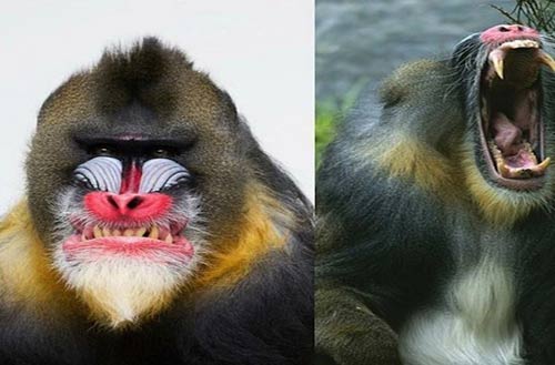 Những sinh vật kỳ lạ "hiếm có khó gặp" - 4