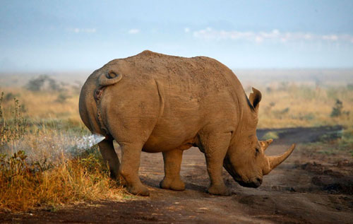 Ảnh đẹp: Chim cú tình tứ trên đồng cỏ - 4