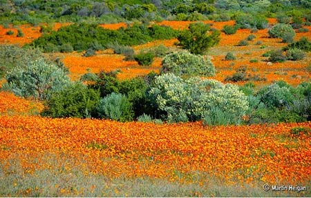 Ngắm cảnh sắc thần tiên ở vùng 'ngàn hoa cúc' - 2