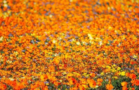 Ngắm cảnh sắc thần tiên ở vùng 'ngàn hoa cúc' - 3