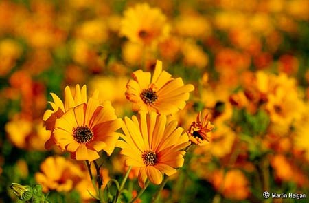 Ngắm cảnh sắc thần tiên ở vùng 'ngàn hoa cúc' - 4