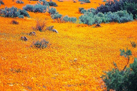 Ngắm cảnh sắc thần tiên ở vùng 'ngàn hoa cúc' - 6