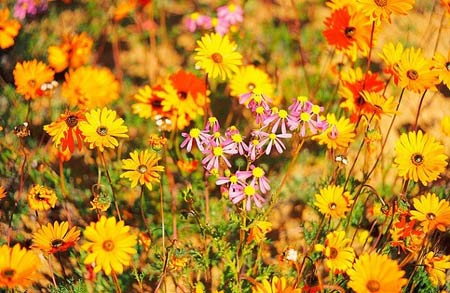 Ngắm cảnh sắc thần tiên ở vùng 'ngàn hoa cúc' - 7