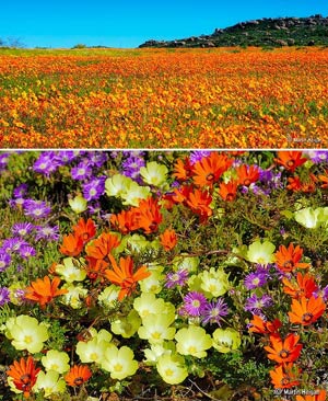 Ngắm cảnh sắc thần tiên ở vùng 'ngàn hoa cúc' - 10